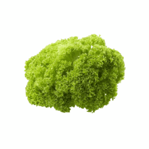 Lechuga Hidropónica