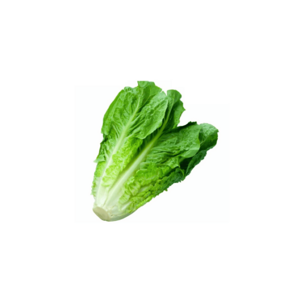 Lechuga Costina