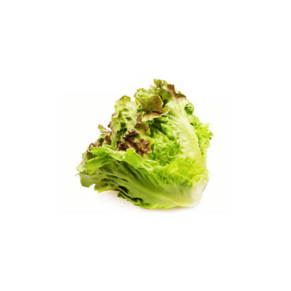 Lechuga Francesa