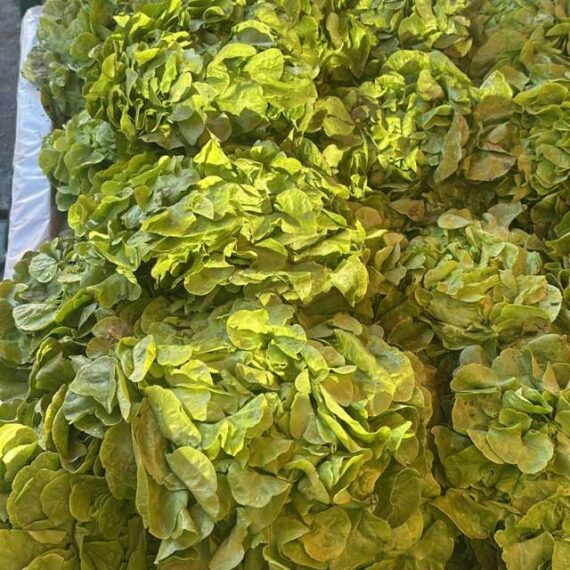 Lechuga Marina - Imagen 2